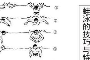 掌握游泳的基本技巧（以正常游泳技巧讲解教学）